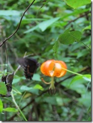 Butterfly at a Turk's Cap Lily