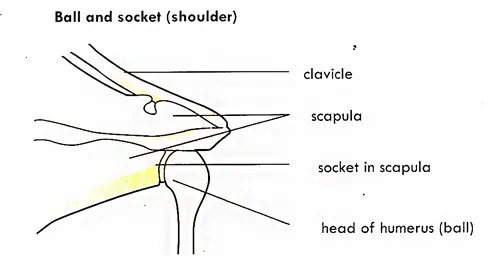 types of movable joints