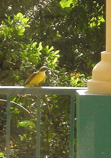 Great Kiskadee, La Ceiba, Honduras