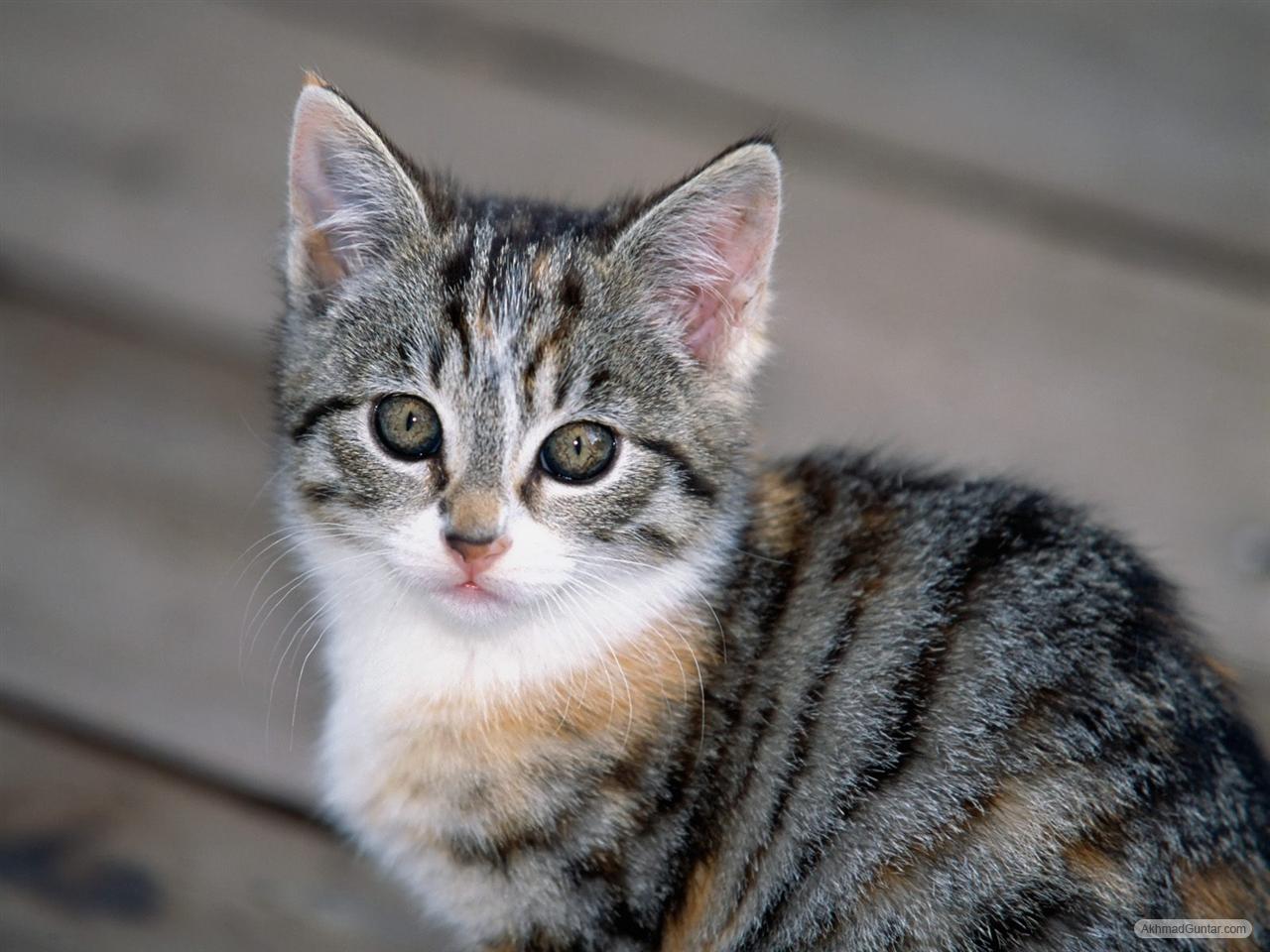 Perawatan Kucing Mengenal Ras Kucing Asli Indonesia