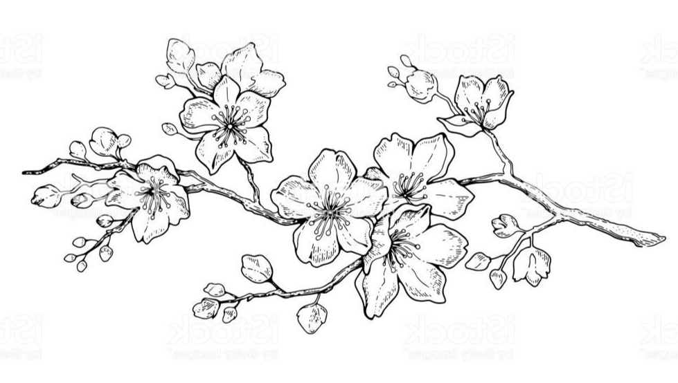 Jangan Lewatkan Contoh Gambar  Sketsa  Bunga  Sakura  yang 