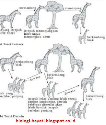 Teori evolusi Lamarck