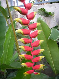 Parrot's beak, heliconia rostrata