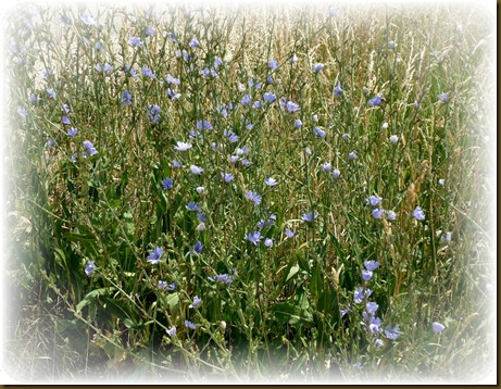 Blue Flowers