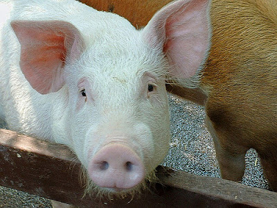 White pig in a pen showing wealth building 