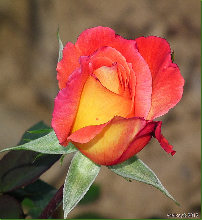 Charliston Rose Flower