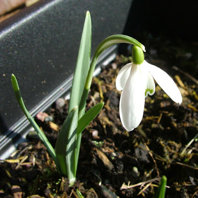 Snowdrop