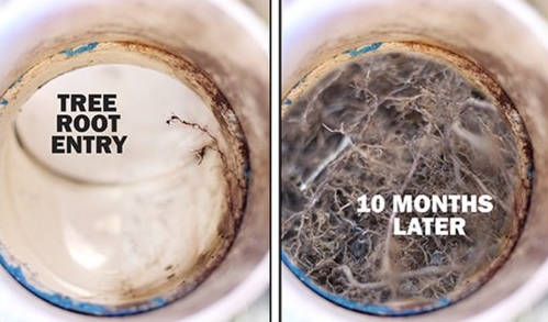 A side by side photo shows two cutaway views of a sewer pipe. On the left, a single root hair invades the pipe. On the left, captioned "10 months later" the pipe is filled with root hairs, blocking it.