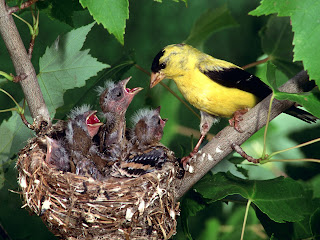 Beautiful Gold Finch Bird