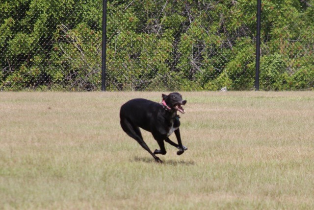 Dusty running