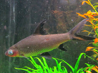 cloudy-eye-pada-ikan.jpg