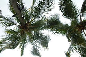 Tropical-palm-trees-beach-hawaii
