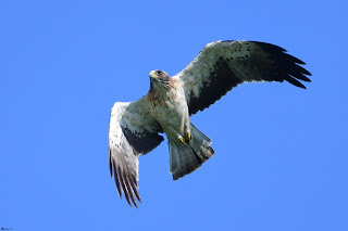 aguililla calzada-hieraaetus pennatus-rapaces-calzada en vuelo. jpg