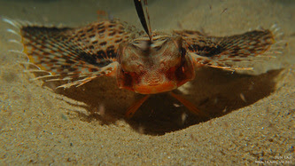 Jun V Lao, Dive Vietnam