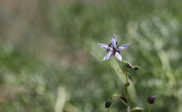 Marsh Felwort Flowers