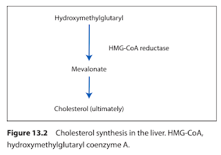 Cholesterol Synthesis in the Liver