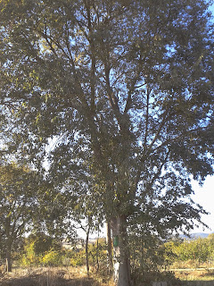 Çitlenbik Ağacı