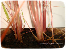 cimbopogon-citronella-lemongrass-kak-vyrastit-na-podokonnike