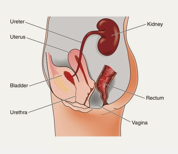 Pengalaman Kena Urinary Tract Infection (UTI) Ketika Hamil 