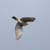 10月5日絵鞆半島の渡り鳥、ツミが多く飛びました