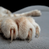 Cat Nail Cutting Tips: A Complete Guide by PurrCure Pet Clinic