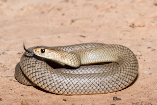 Eastern Brown Snake