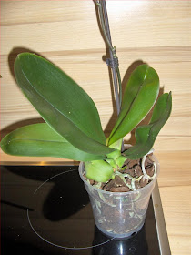 Phalaenopsis noid 1