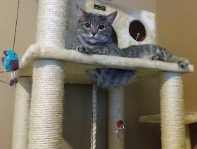 Funny cats - part 80 (40 pics + 10 gifs), cat plays in cat tree