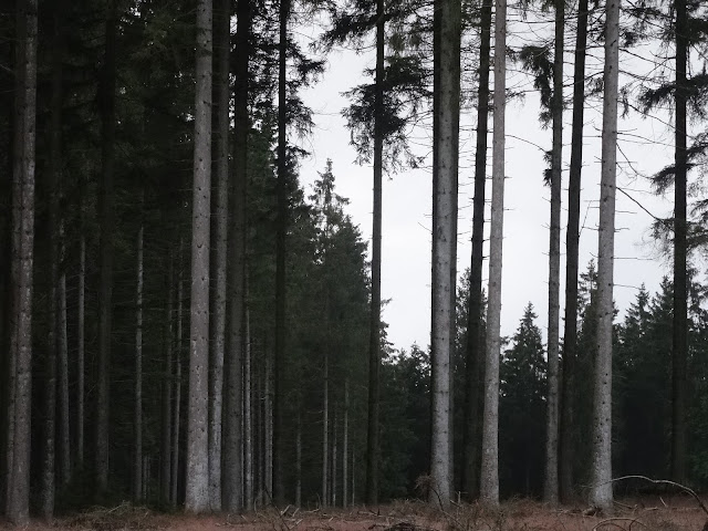 Firs in the wood