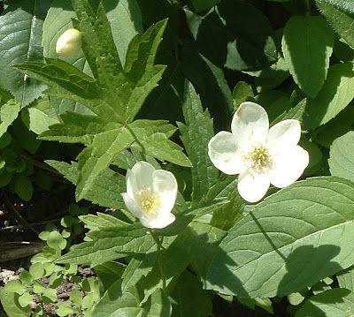 [Photo: Anemone canadensis.]