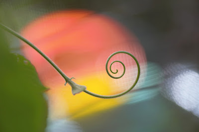 tendril swirl on a background of bokeh