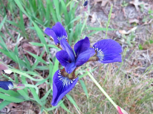 iris