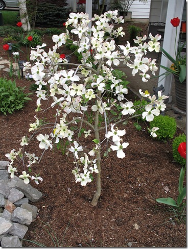 Dogwood