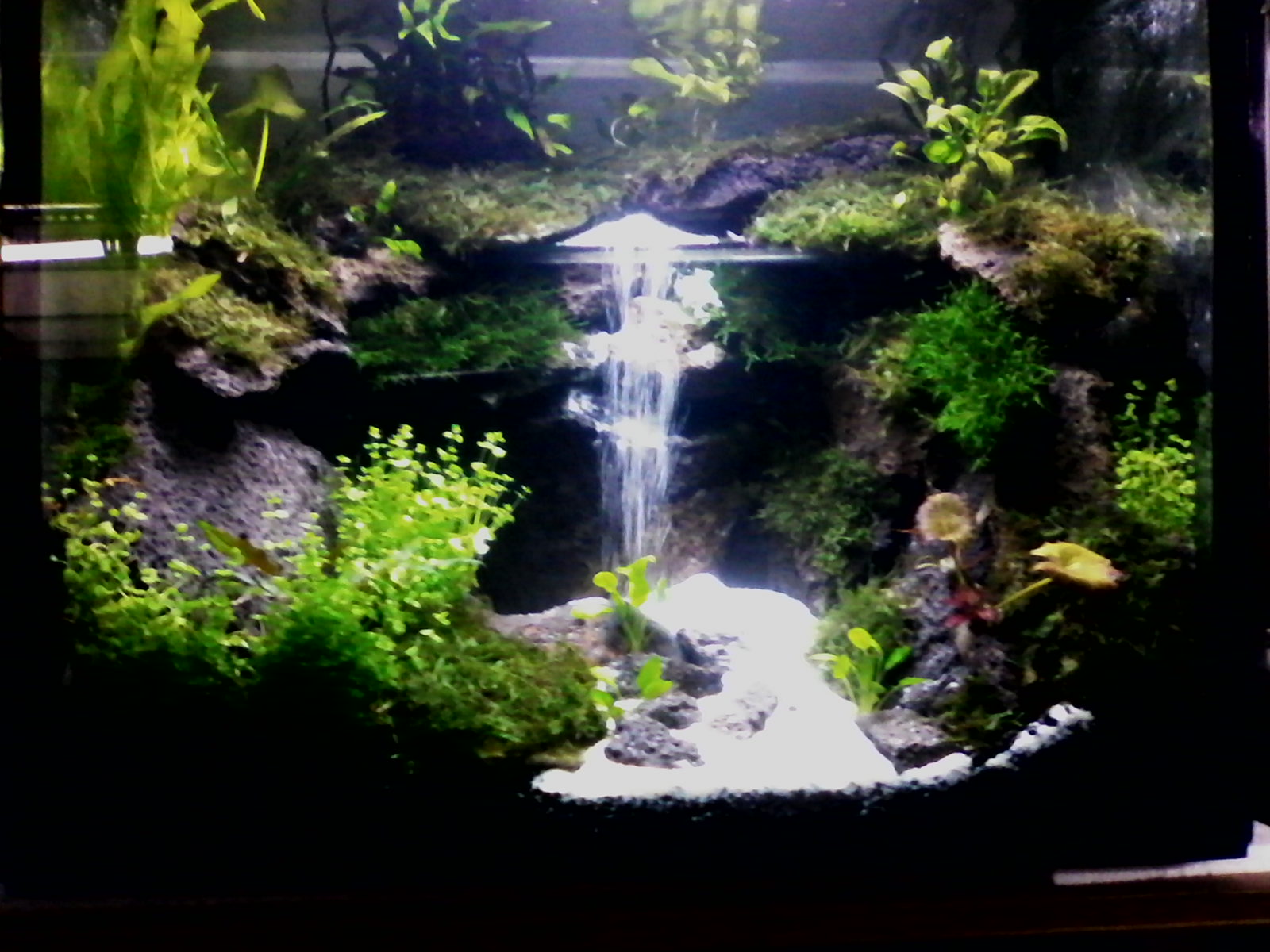 TUTORIAL CARA MEMBUAT TANAMAN HIAS DI DALAM AQUARIUM