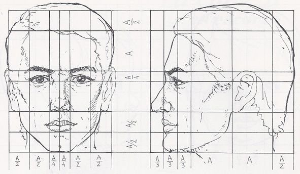 Male human head in proportion, front and sideview