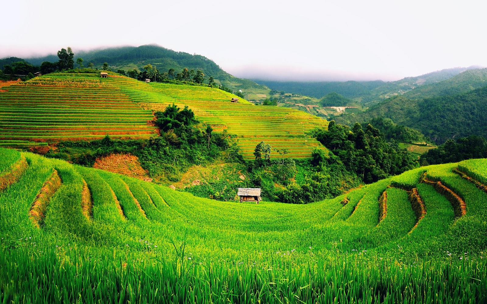 Gambar Pemandangan Sawah Yang Indah Gambar Kata Kata