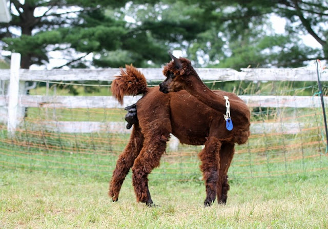 Brigid in process of delivering her cria