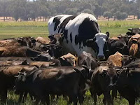 Sapi Terbesar Di Dunia Raksasa Atau Sapi Jaman Purba?