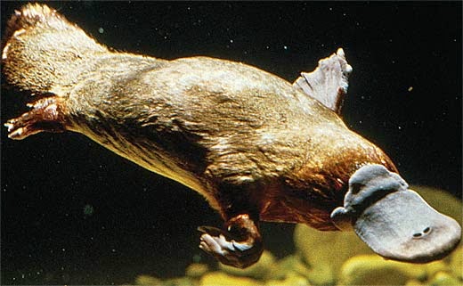 Platypus Hewan  Unik Asli Australia Bertelur  tapi Menyusui 