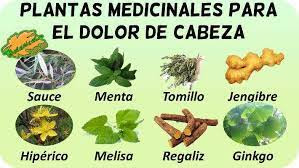 plantas para el dolor de cabeza 