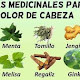 plantas para el dolor de cabeza 