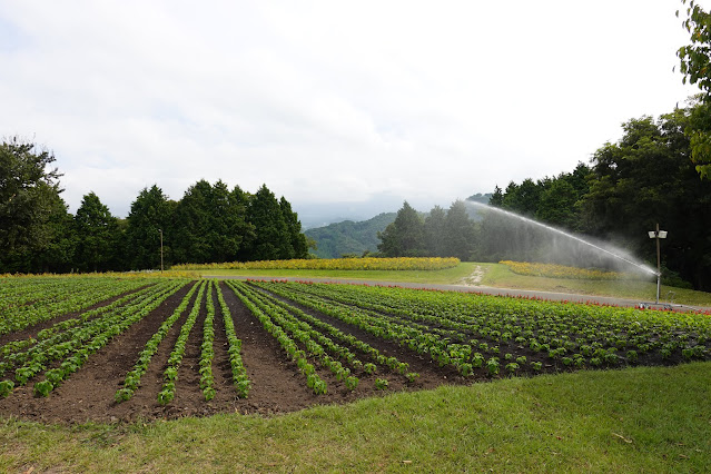 鳥取県西伯郡南部町鶴田　とっとり花回廊　花の丘