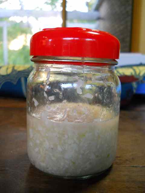 Homemade horseradish: dig around the roots of your horseradish plant, 