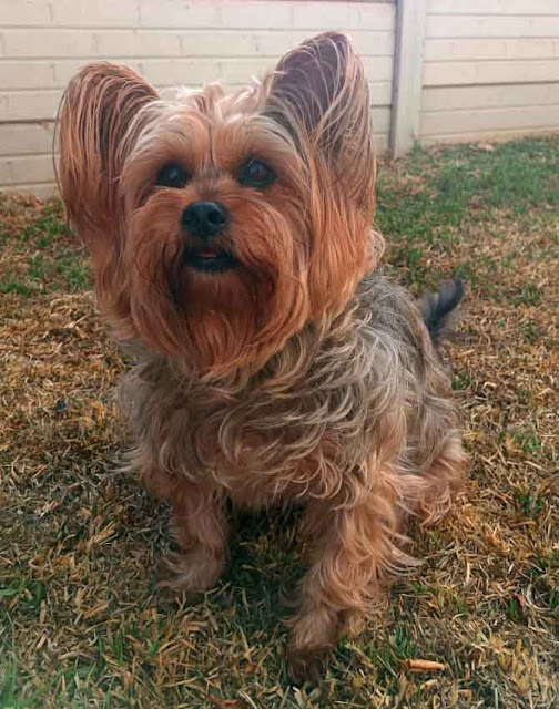 Leia standard size Yorkie Girl