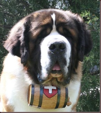 Amazing Animal Pictures St Bernard (7)