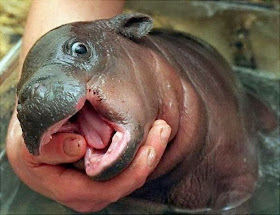 Funny animals of the week - 21 February 2014 (40 pics), cute baby hippo picture