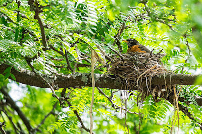 Melancholy Life of trees - birds' nest