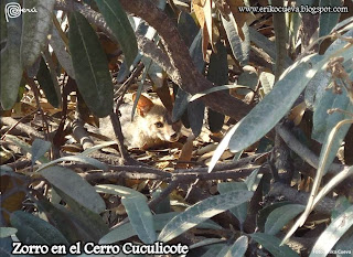 Fauna en el Cerro Cuculicote