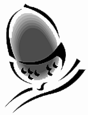 Acorn 1