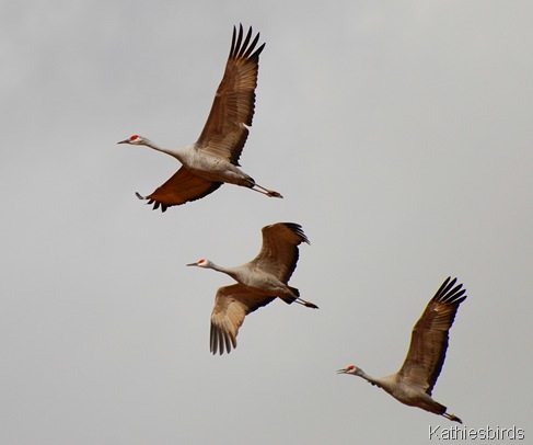 DSC_0016 Sandhill Cranes-KAB